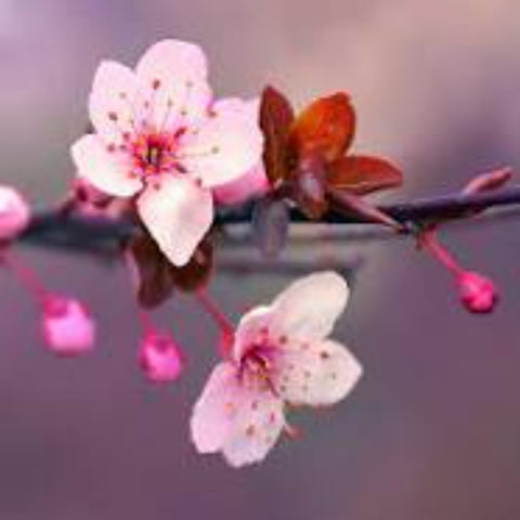Cherry Blossom Soy Melt