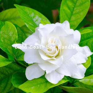 Gardenia Fragrance Oil - 100ml