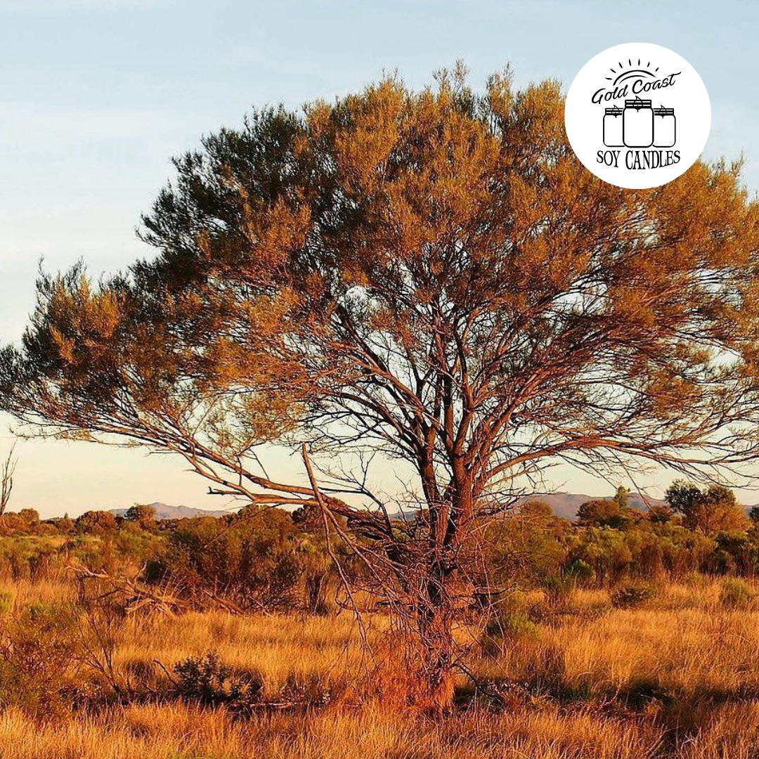 Australian Sandalwood Soy Melt
