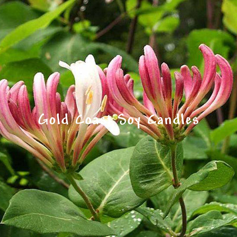 Japanese Honeysuckle - Soy Melt