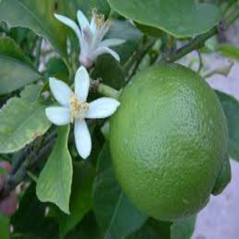 Pacific Lime Blossom Type Soy Melt