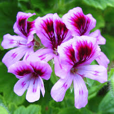 Rose Geranium Soy Melt