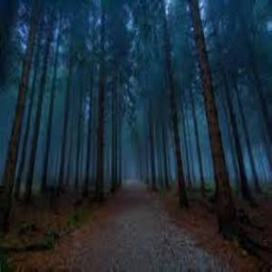 Twilight Woods Soy Melt