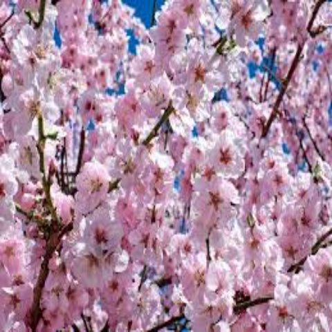 Japanese Cherry Blossom - Soy Melt