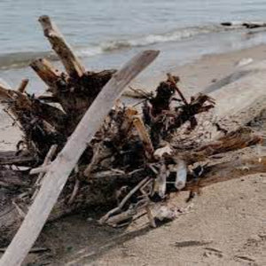 Sea Salt & Driftwood - Soy Melt